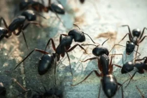 Ant Exterminator