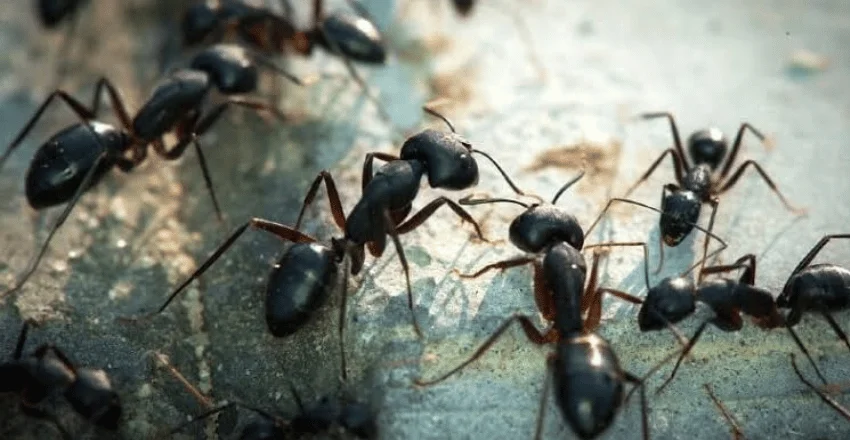 Ant Exterminator Guide: Complete Guide to Professional Treatment, Costs, and Prevention